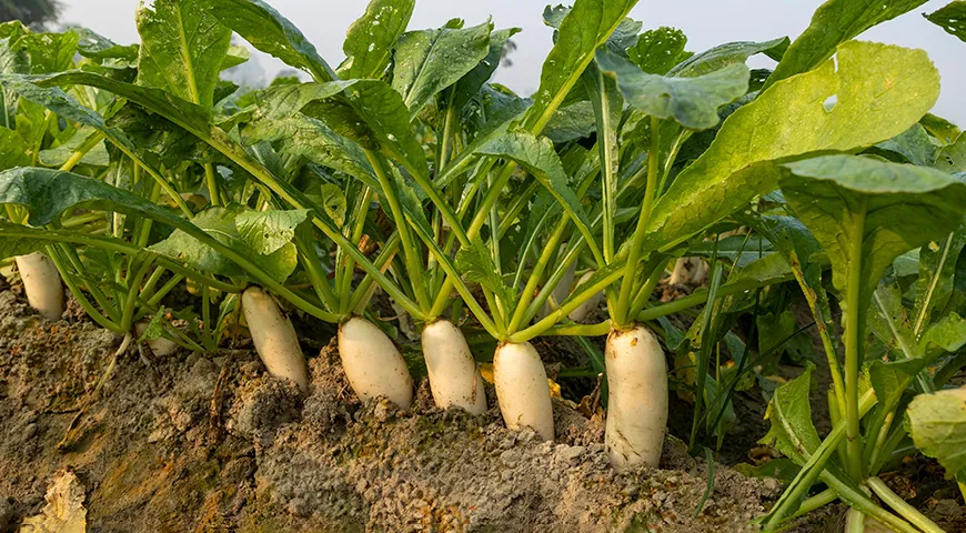 Odrůdy ředkviček se liší z hlediska zralosti. Kořenovou zeleninu byste neměli přezrát, jinak bude nepoživatelná.