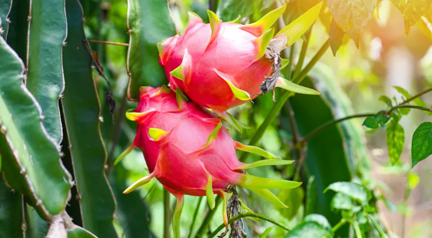 Takto roste pitahaya na epifytickém kaktusu