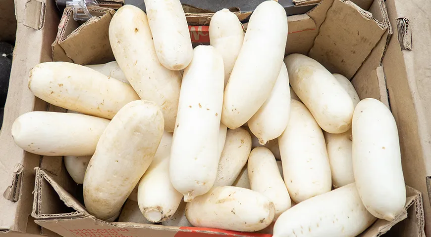 Nejchutnější a nejšťavnatější daikon je středně velký, vybírejte hladké a pevné plody bez viditelných poškození.