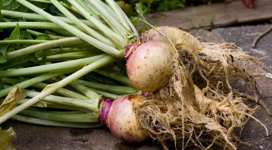 Tato kořenová zelenina je nezaslouženě podceňována