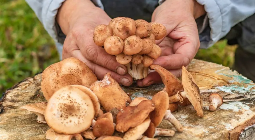 Houby mají specifické složky, jako je chitin, které někteří lidé nemusí dobře trávit.