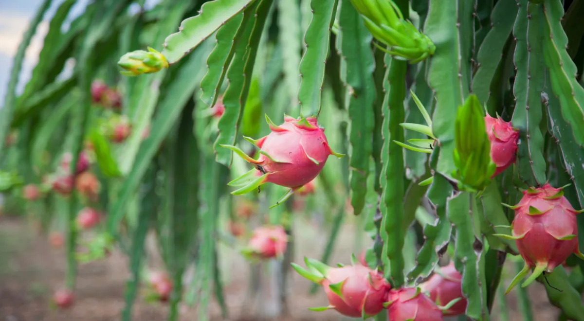 Takto roste pitahaya