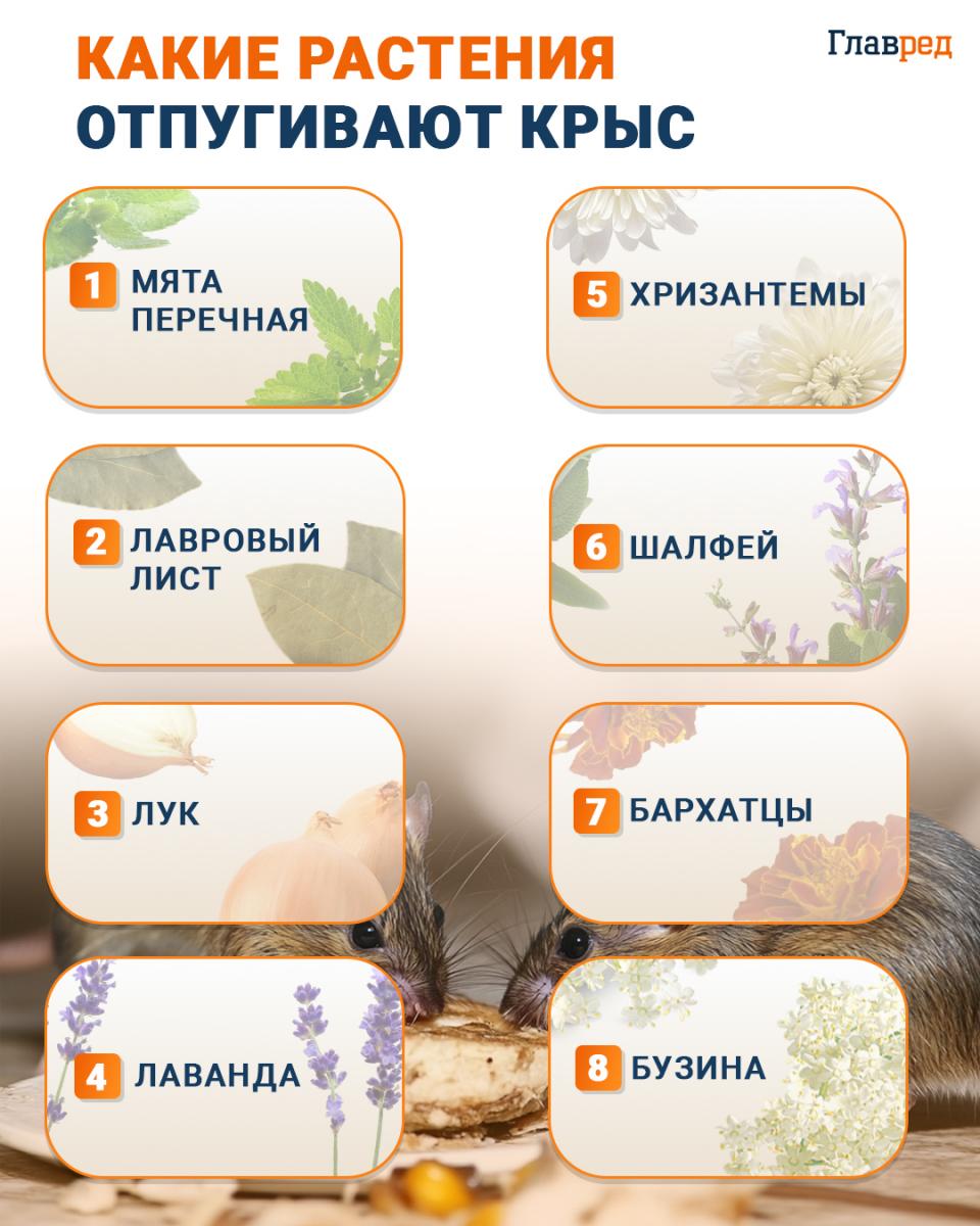 Infografika Jaké rostliny odpuzují krysy