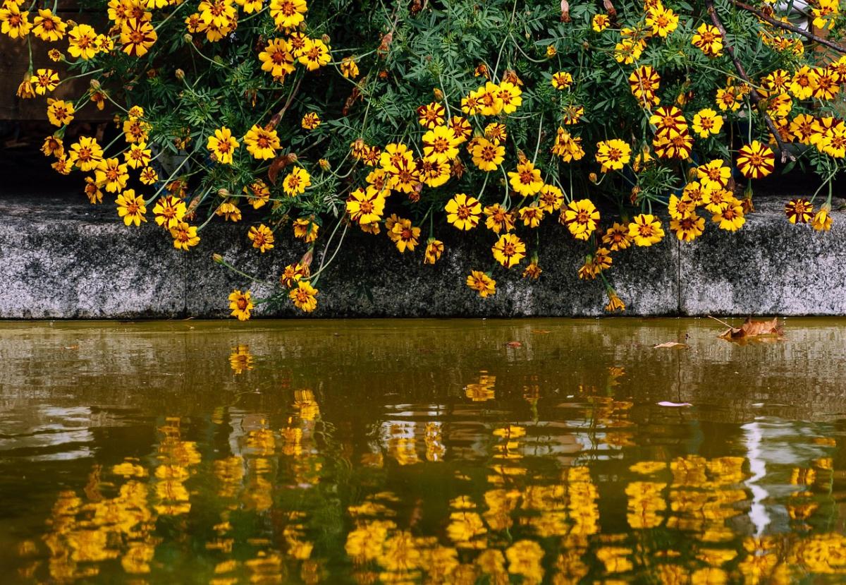 Coreopsis