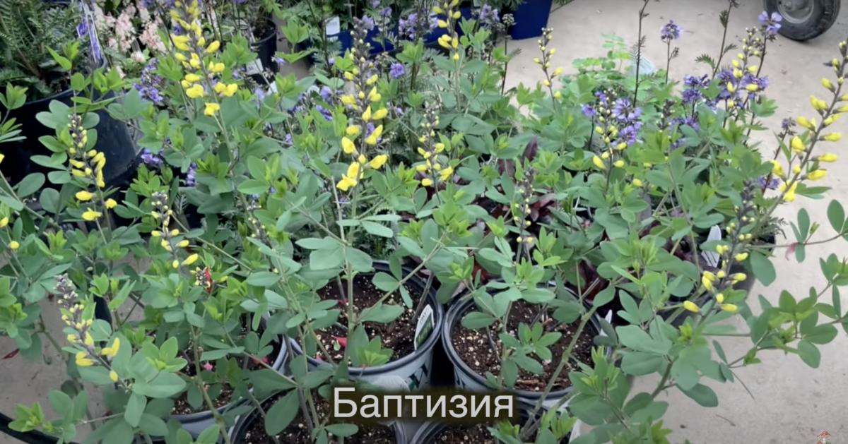 Baptisia 