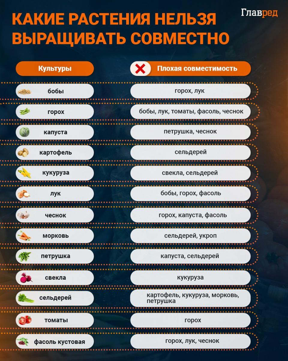 Které rostliny by se neměly pěstovat společně infografika